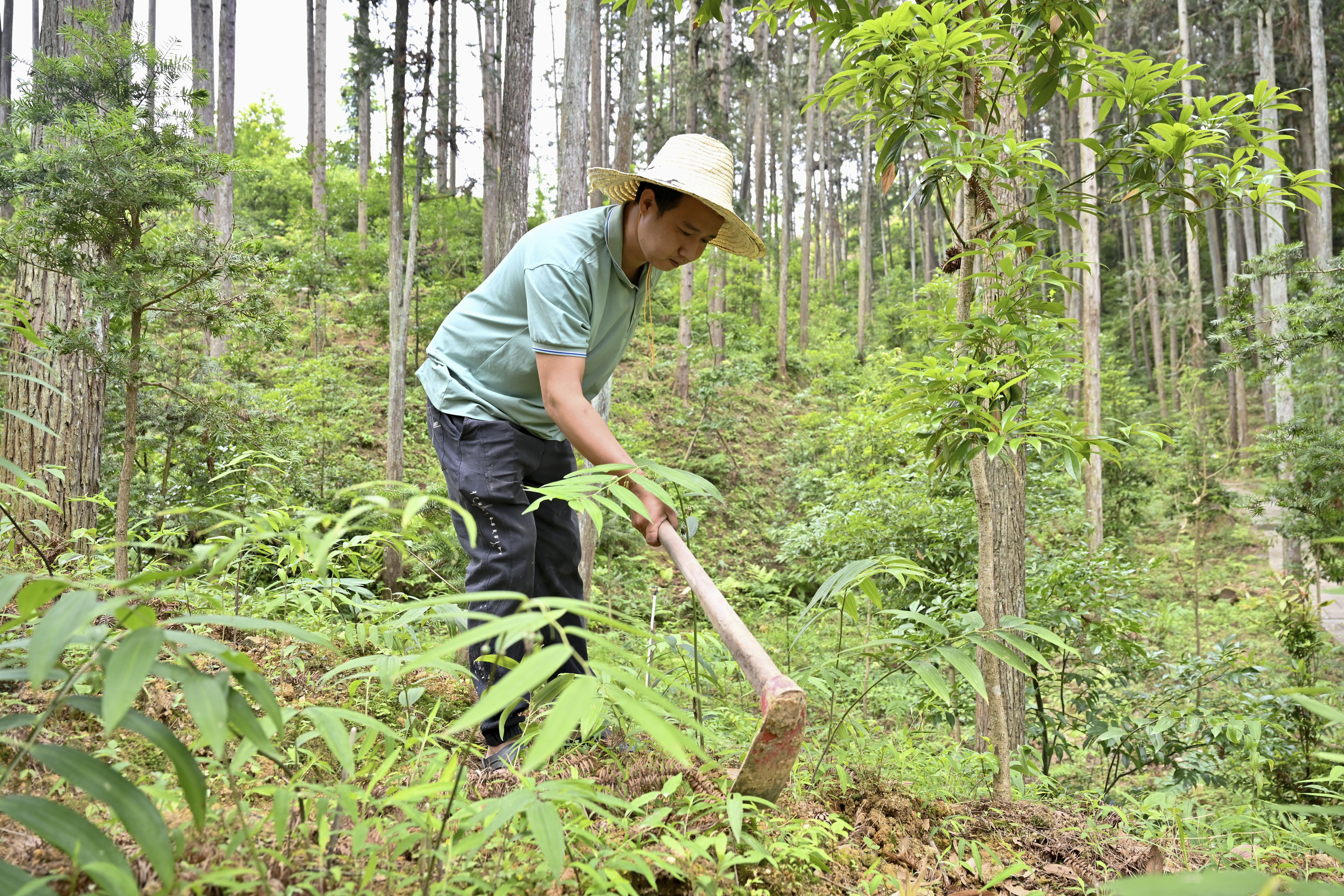 2024年5月9日，福建省三明市馬巖林下經(jīng)濟(jì)種植示范基地工人在管理林下種植的多花黃精。