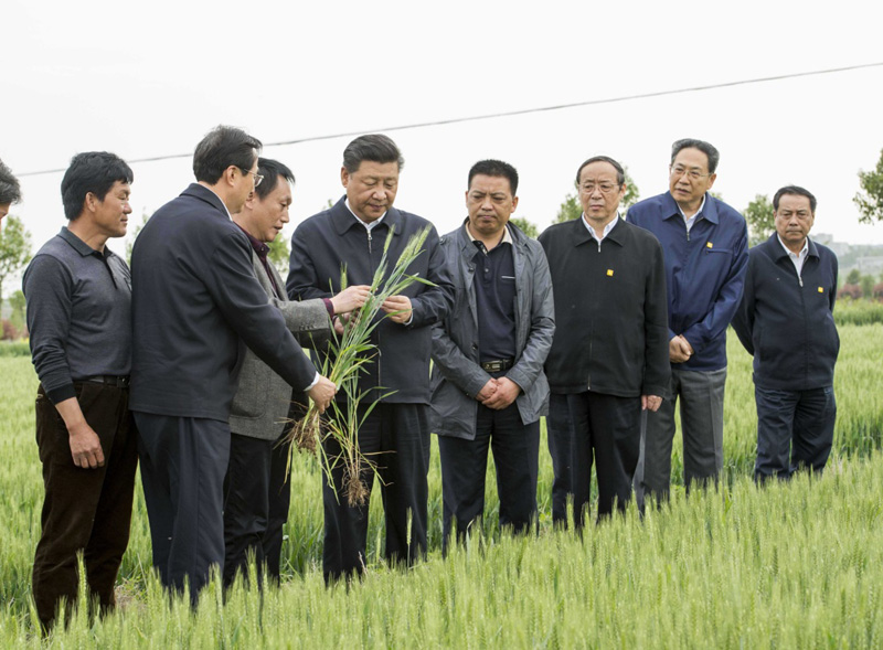 2016年4月25日下午，習(xí)近平在安徽滁州市鳳陽(yáng)縣小崗村察看小麥長(zhǎng)勢(shì)。左一為種糧大戶程夕兵。新華社記者 李學(xué)仁 攝