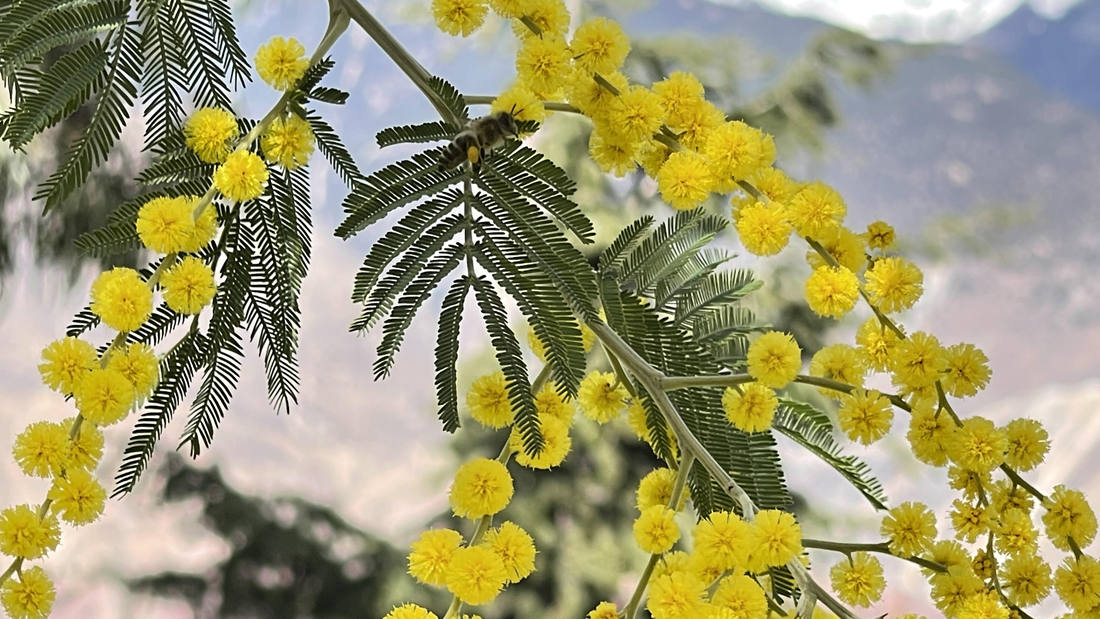 蜜蜂在金合歡花枝上休憩。