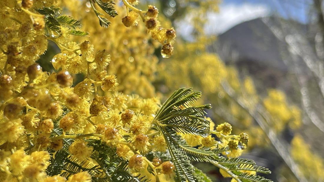 清晨帶著露珠的金合歡花。