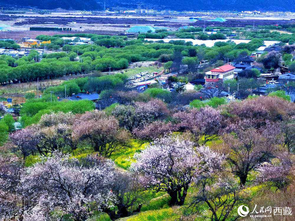 漫山開放的野桃花。人民網(wǎng) 李海霞攝