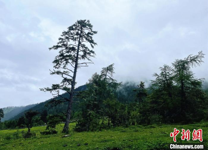 6月10日，魯朗小鎮(zhèn)高山牧場景區(qū)風(fēng)光。　冉文娟 攝