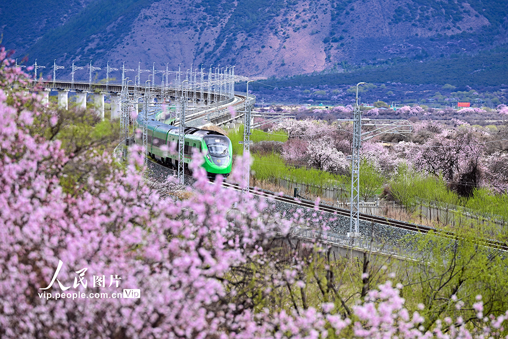 西藏林芝：雪域高原列車穿越花?！?】