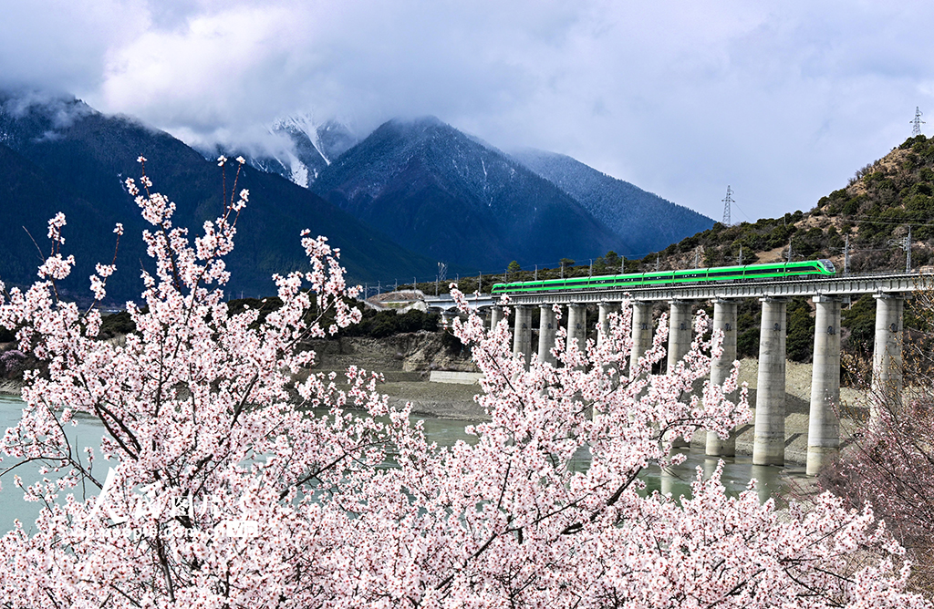 西藏林芝：雪域高原列車穿越花?！?】