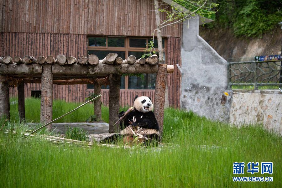 （圖文互動(dòng)）（3）九寨溝大熊貓園開(kāi)園迎客