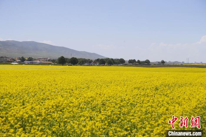 圖為青海湖畔油菜花海?！●R銘言 攝