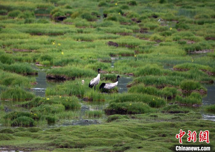 祁連山國家公園青海片區(qū)首次黑頸鶴衛(wèi)星跟蹤和環(huán)志工作完成