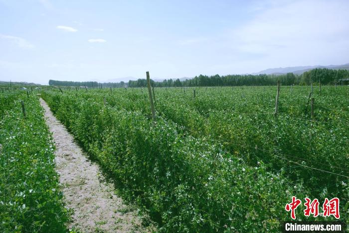 天?？h高原綠色(有機)蔬菜基地種植的食用莢豆?！￡I道華 攝