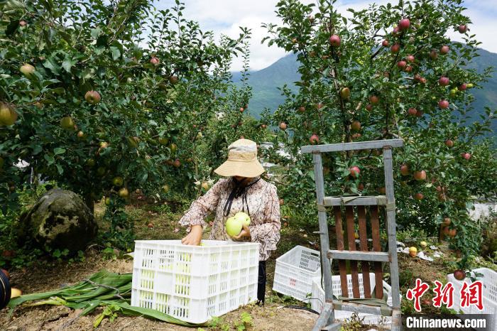 郭洪強(qiáng)的老伴正在給蘋果裝箱?！∽g 攝