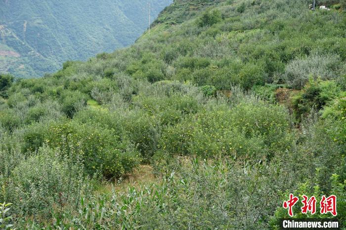 黃草坪村蘋果基地?！∽g 攝