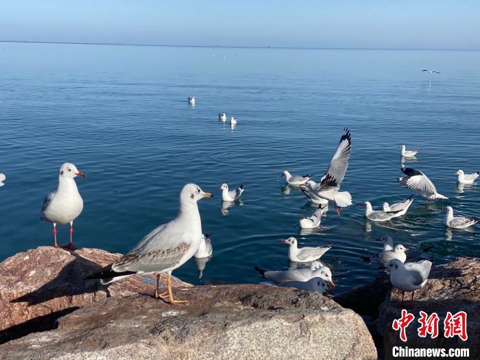 中國最大內陸咸水湖生物多樣性保護成效顯現(xiàn)多物種數(shù)量明顯增加