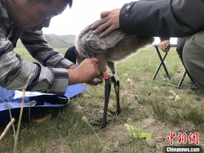 圖為研究人員為黑頸鶴佩戴GPS跟蹤設備。祁連山國家公園青海省管理局供圖