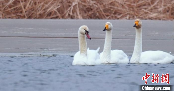 圖為疣鼻天鵝與大天鵝?！∏嗪夜珗@觀鳥協(xié)會供圖 攝