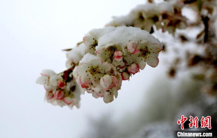 花兒被冰雪覆蓋?！±钣腊?　攝