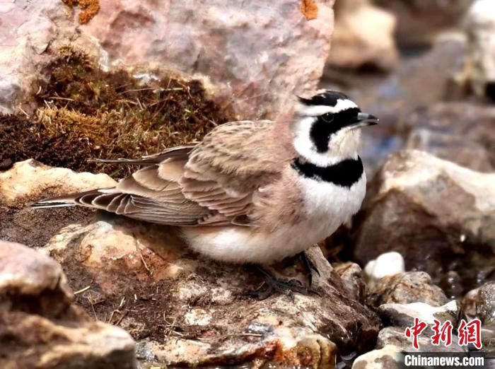 青海隆寶國家級自然保護區(qū)野生鳥類增至47種