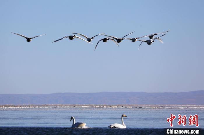 圖為大天鵝在青海湖上空飛翔?！●R怡睿 攝