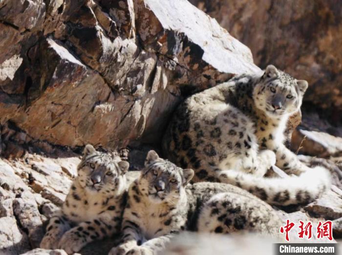 青海都蘭：雪豹、兔猻等多種珍稀野生動物亮相