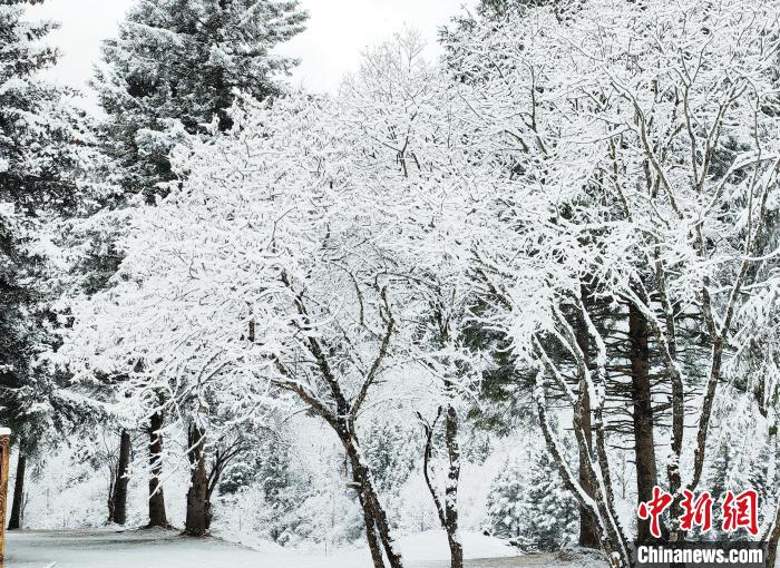 大熊貓國家公園王朗片區(qū)春雪如畫，宛若仙境?！×_春平 攝