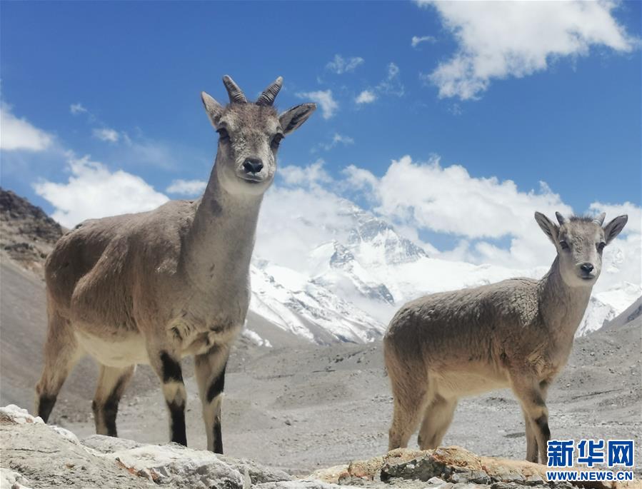 （2020珠峰高程測量）（2）珠峰自然保護區(qū)生物多樣性得到有效保護