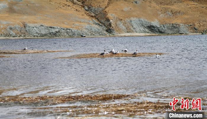 圖為瑪旁雍錯濕地棲息的水鳥?！≮w朗 攝