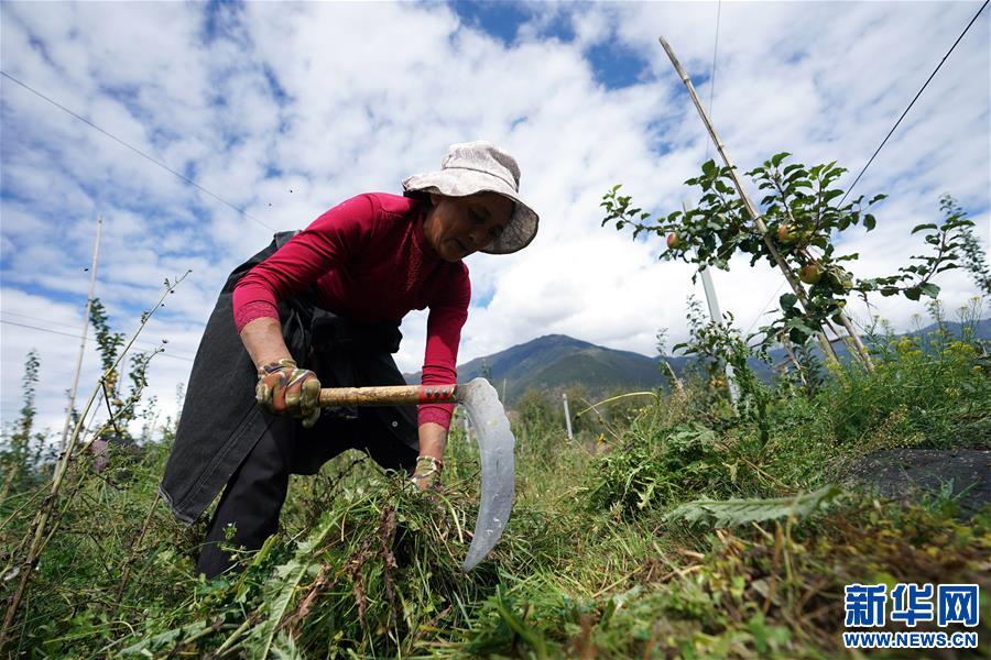 （圖文互動）（1）蘋果紅了，群眾笑了——西藏林芝現(xiàn)代蘋果標準化示范園見聞