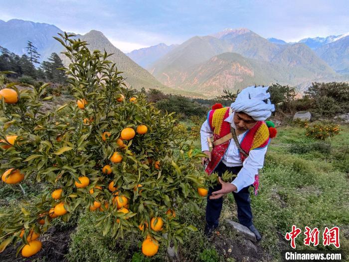 林芝下察隅鎮(zhèn)京都村101畝耙耙柑豐收?！〗w波 攝