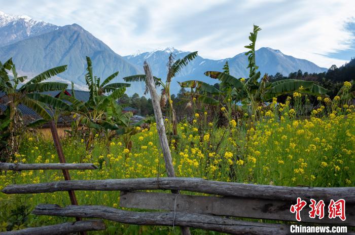 種獼猴桃、耙耙柑西藏林芝下察隅千方百計(jì)為民眾“鼓腰包”