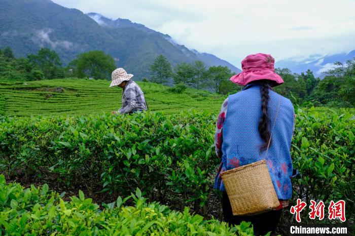 西藏墨脫茶葉成為農(nóng)牧民增收致富“金葉子”