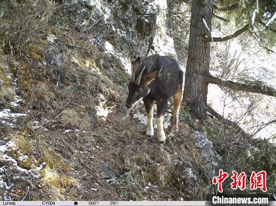 圖為相同位點(diǎn)記錄到的國家二級重點(diǎn)保護(hù)野生動物—中華鬣羚?！≈袊茖W(xué)院昆明動物研究所提供