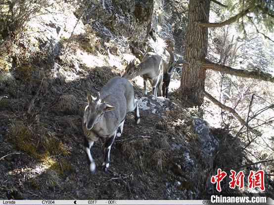 圖為相同位點(diǎn)記錄到的雪豹主要獵物—巖羊?！≈袊茖W(xué)院昆明動物研究所提供