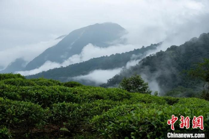 墨脫縣背崩鄉(xiāng)的高山茶場。