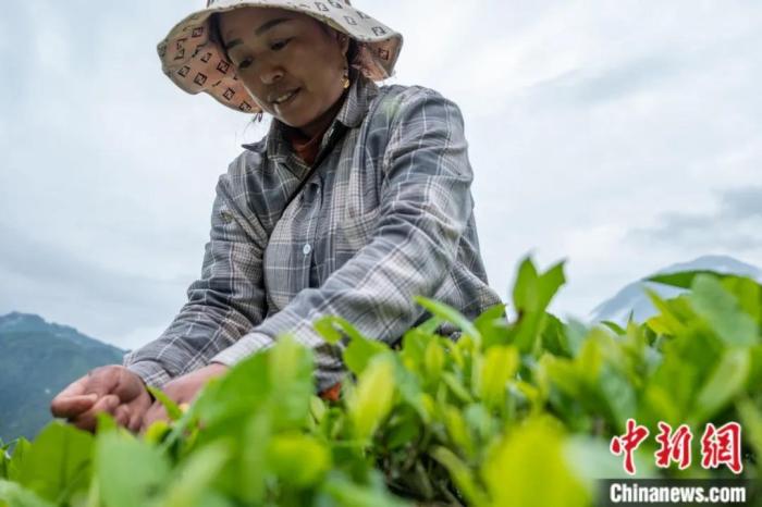 圖為墨脫縣背崩鄉(xiāng)門巴族民眾采摘茶葉。