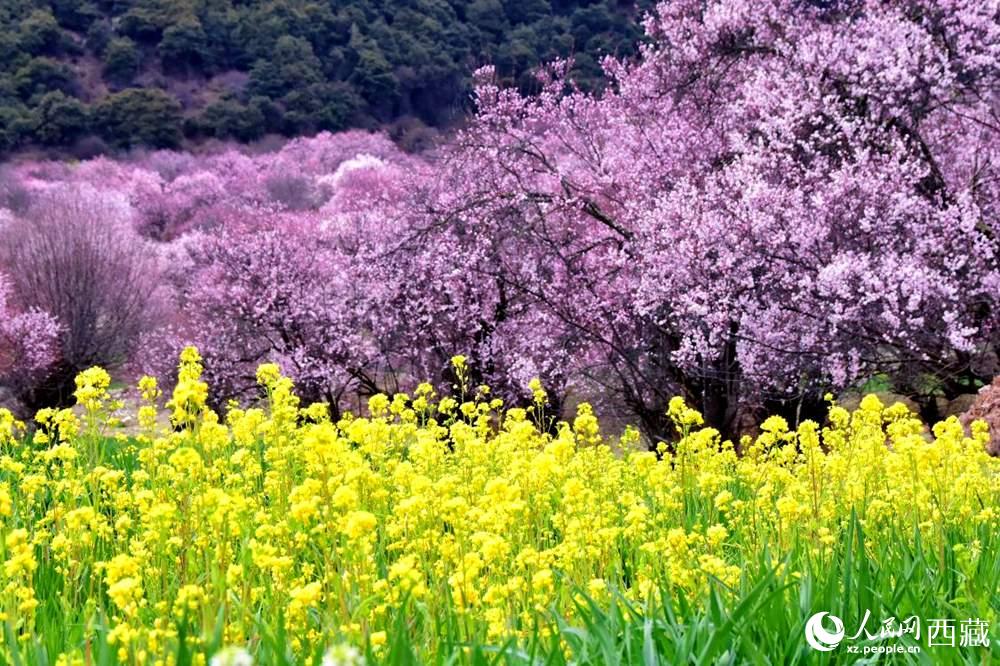 桃花與油菜花交相輝映。人民網(wǎng) 李海霞攝