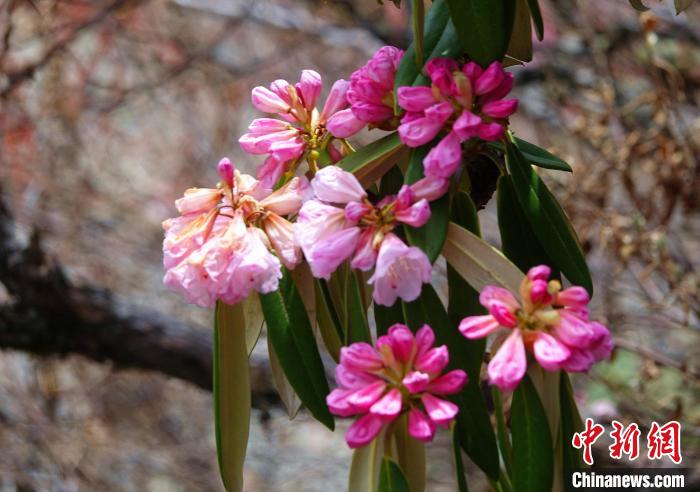 近日，西藏自治區(qū)山南市加查縣索囊溝的杜鵑花競相綻放?！∪轿木?攝