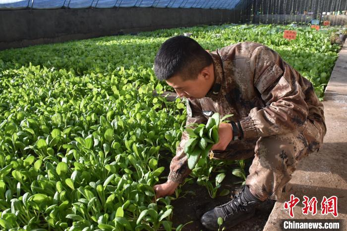 圖為阿里軍分區(qū)某邊防團(tuán)官兵在溫室摘菜?！￡悋[岳 攝