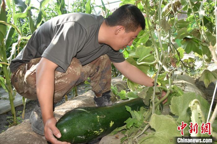 圖為阿里軍分區(qū)某邊防團官兵在溫室摘菜。　陳嘯岳 攝