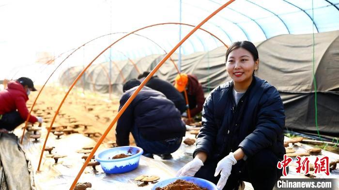 圖為農(nóng)民采收靈芝孢子粉。　鄧巴 攝