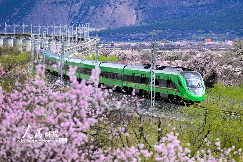 西藏林芝：雪域高原列車(chē)穿越花海