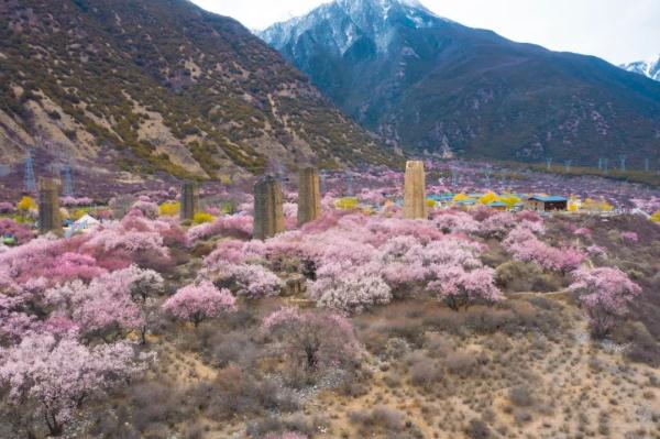 人間桃花源！林芝桃花有多絕？