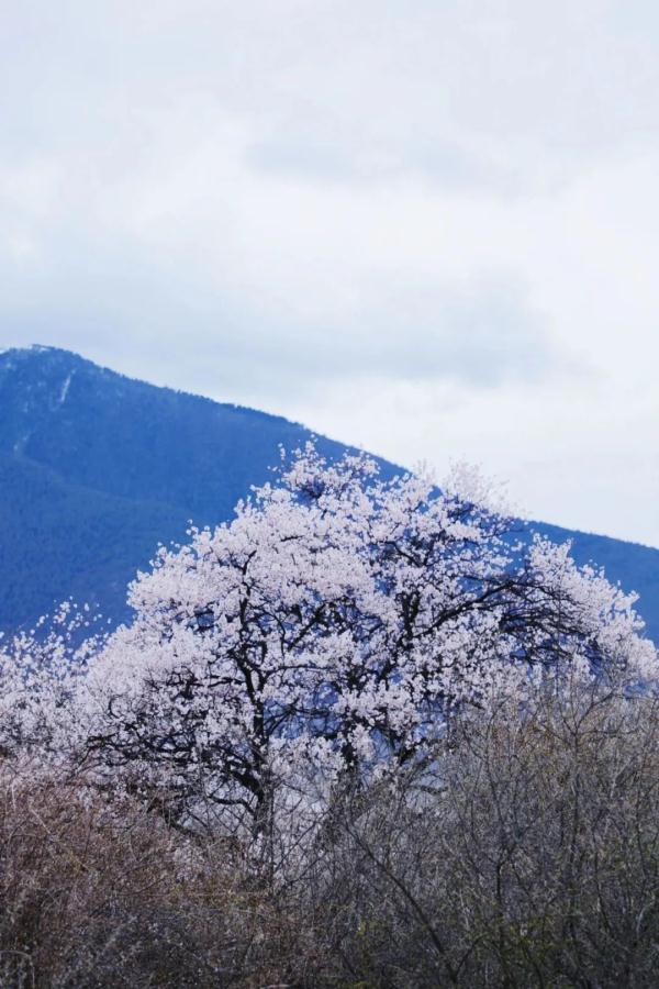 人間桃花源！林芝桃花有多絕？