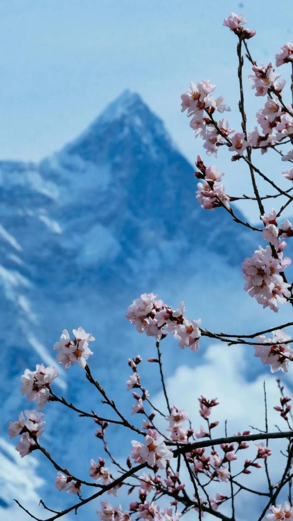 人間桃花源！林芝桃花有多絕？