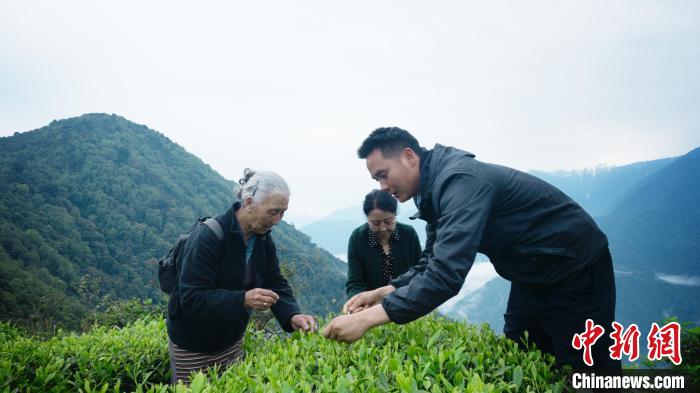 圖為銀發(fā)旅游體驗(yàn)團(tuán)兩位老人體驗(yàn)采茶?！∥鞑貙ｍ?xiàng)旅游協(xié)會供圖