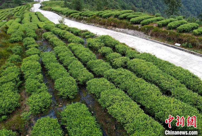 圖為西藏林芝市墨脫縣背崩鄉(xiāng)格林村山頂?shù)木坝^茶園。(無(wú)人機(jī)照片) 李林 攝