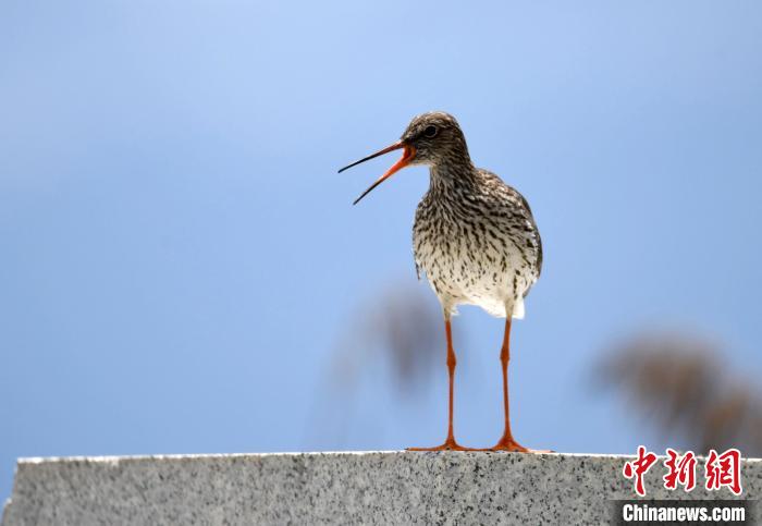 西藏拉魯濕地鳥類歡騰