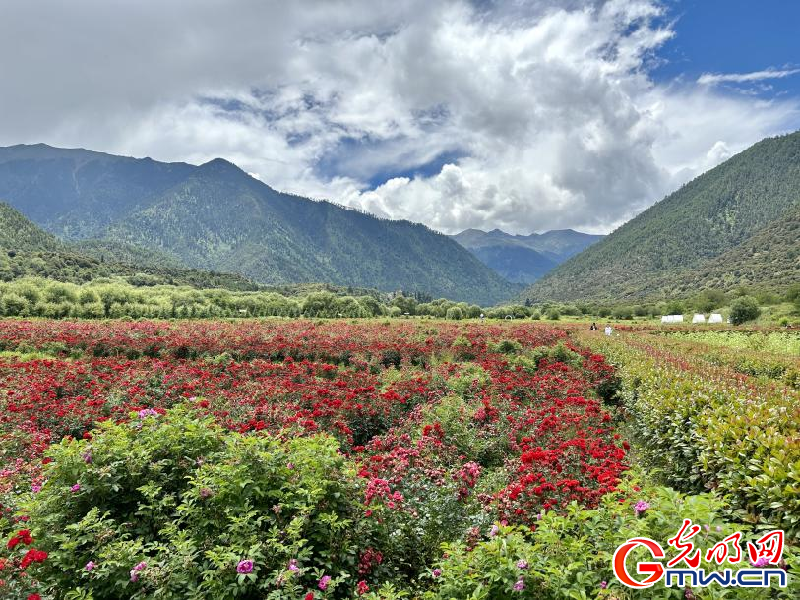 我們的家園丨工布花谷：高原花開香飄全國(guó)，產(chǎn)業(yè)經(jīng)濟(jì)增收致富