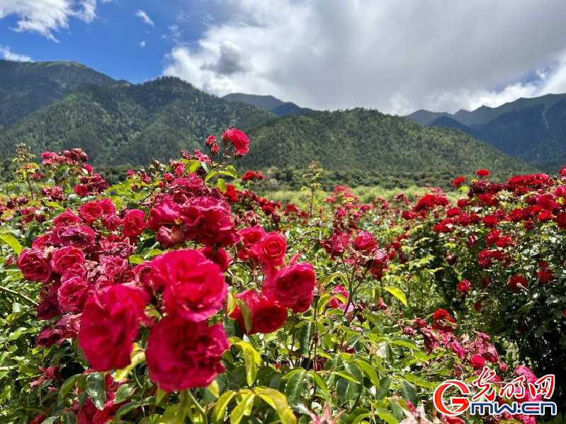 我們的家園丨工布花谷：高原花開香飄全國，產(chǎn)業(yè)經(jīng)濟(jì)增收致富