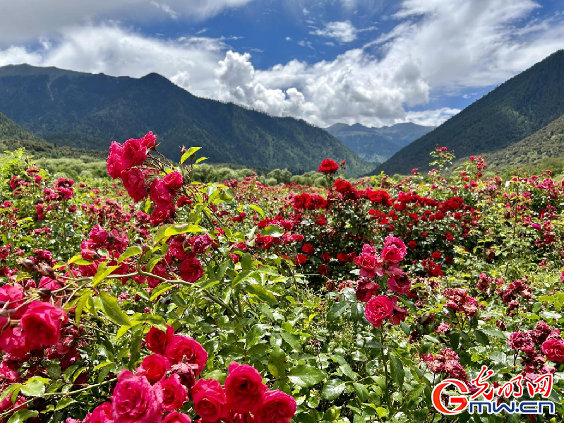 我們的家園丨【組圖】 綠水青山入畫(huà)，“金山銀山”筑起