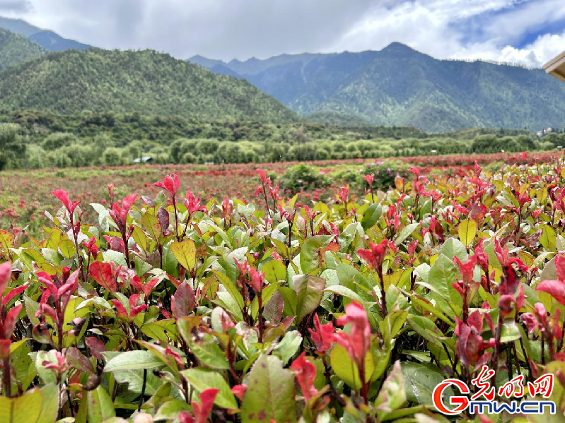 我們的家園丨【組圖】 綠水青山入畫(huà)，“金山銀山”筑起