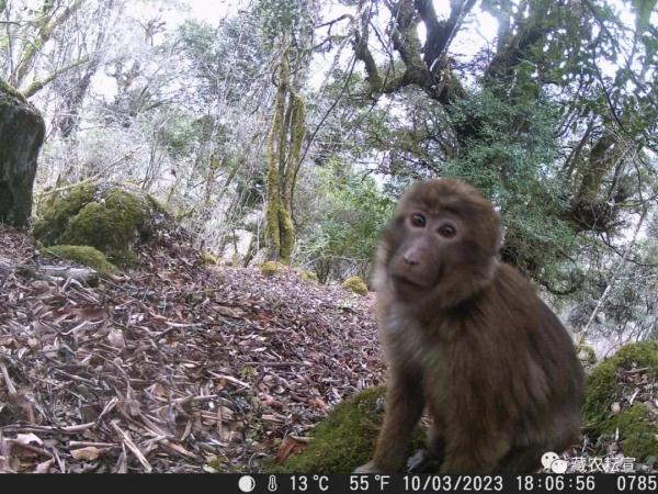 西藏色季拉山發(fā)現(xiàn)雪豹、白頰獼猴等多種珍稀野生動物