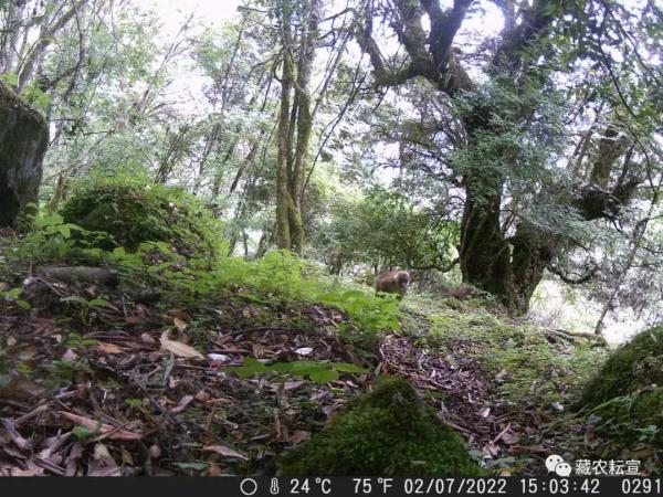 西藏色季拉山發(fā)現(xiàn)雪豹、白頰獼猴等多種珍稀野生動物